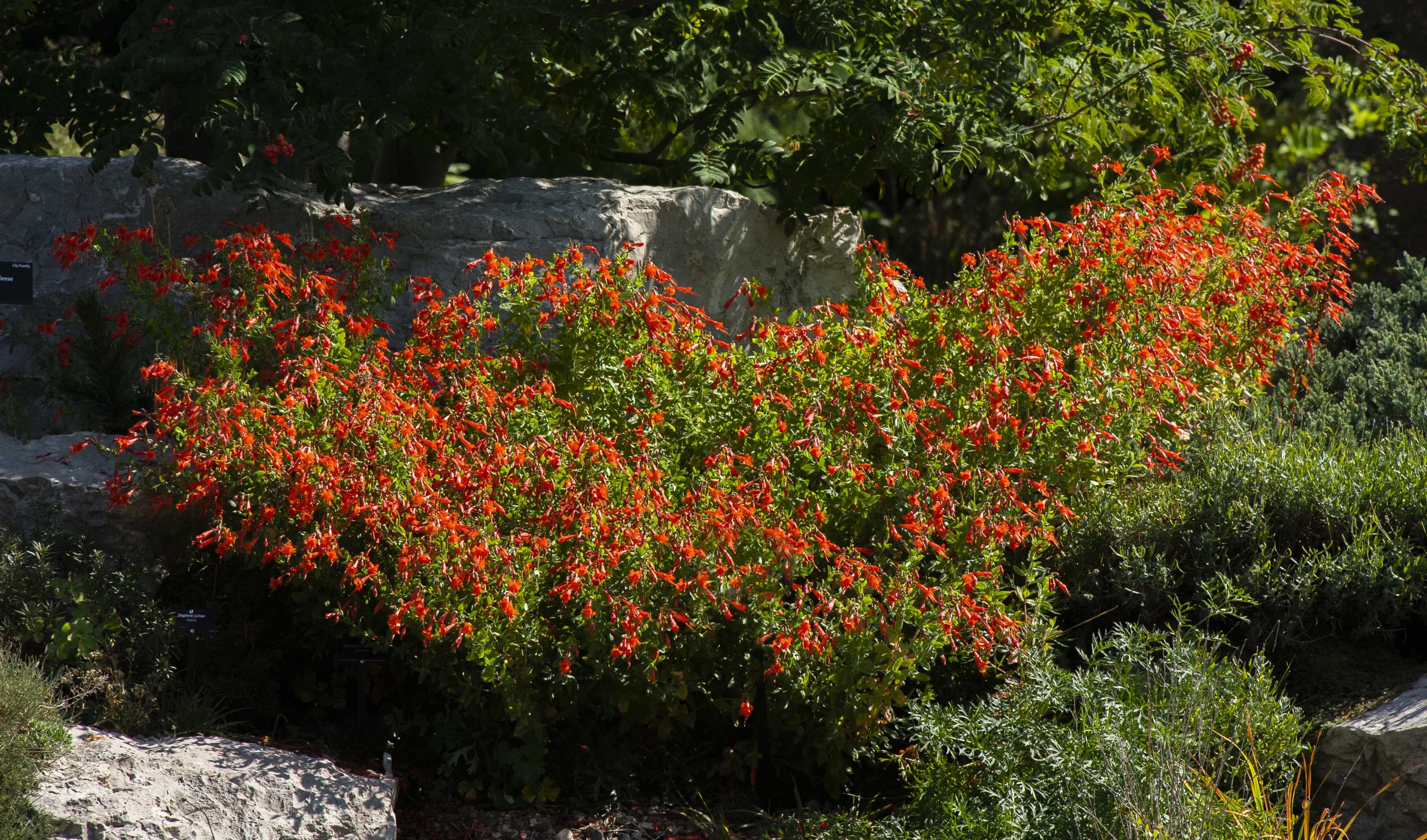Orange Carpet Hummingbird Trumpet